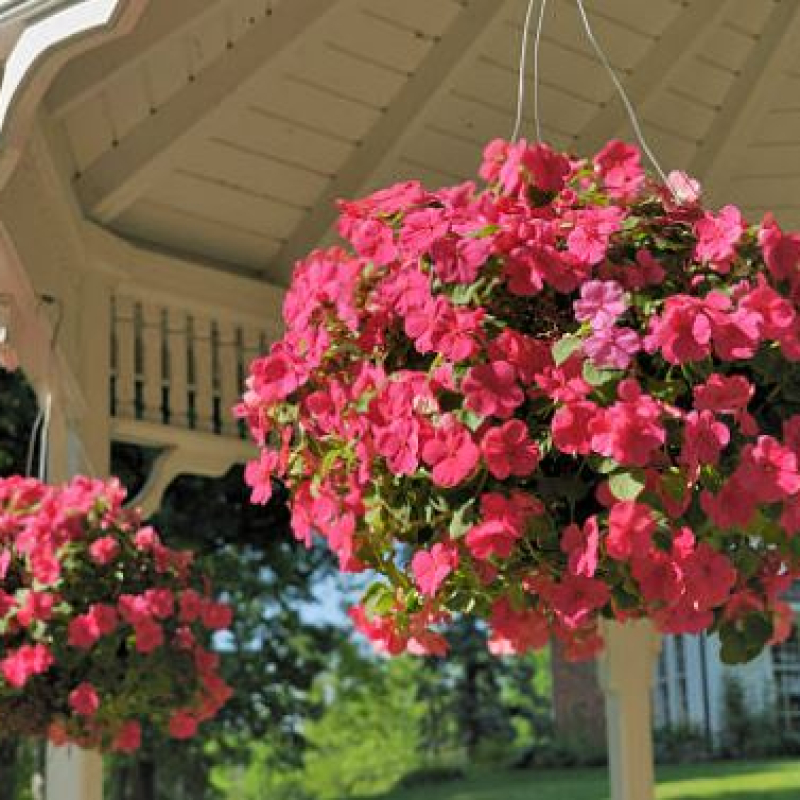 hanging-basket