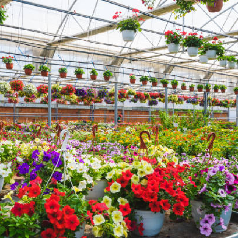 Flower garden interior full of plants. Plants growing in modern greenhouse.