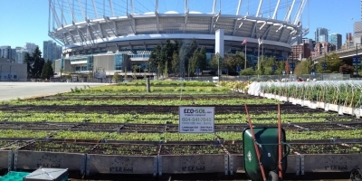 Vancouver soil veggie mix